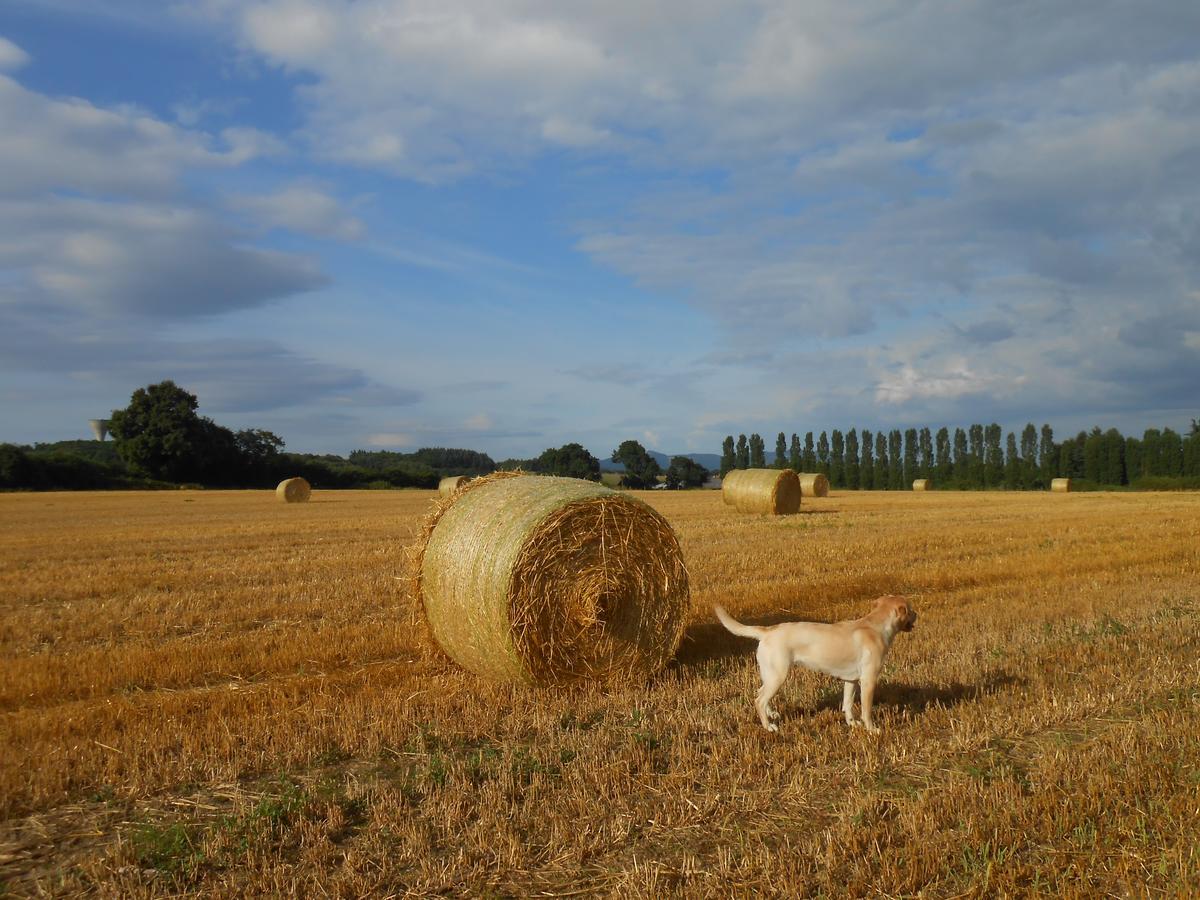 Civrieux Le Relais Du Grand Logis Bed & Breakfast エクステリア 写真